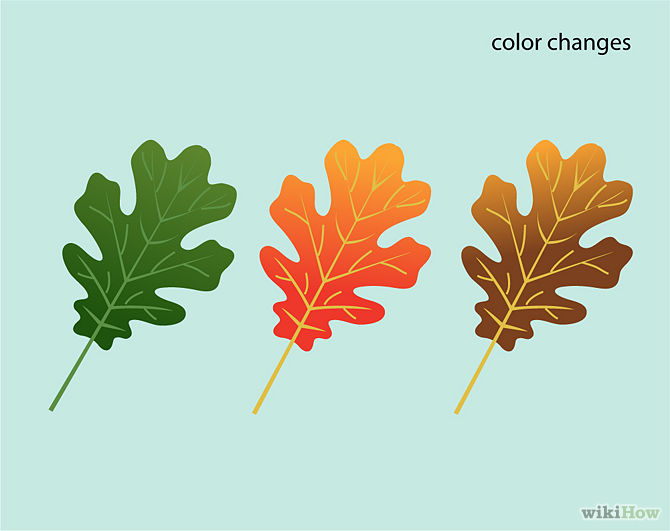 How to Identify Oak Leaves: 8 Steps (with Pictures) - wikiHow