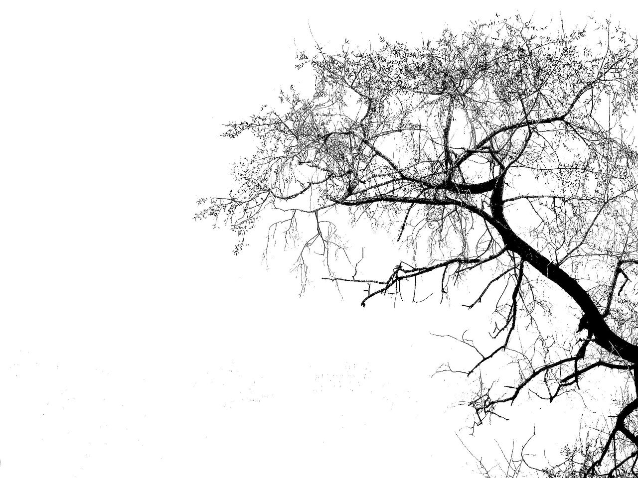 On White: Tree Silhouette by Simmo1024 [Large]