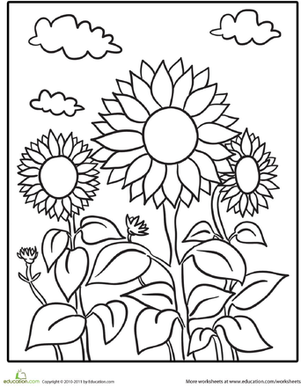 Sunflower Patch | Coloring Page | Education.com