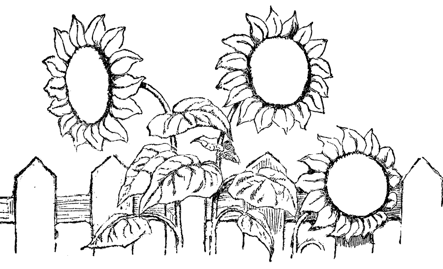 Sunflower Flower Coloring Pages Printable, Free Coloring Pages ...