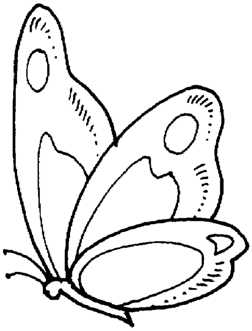 Butterfly Drawings Imageslosdesacotados