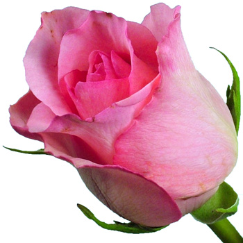 Single Pink Rose Flower