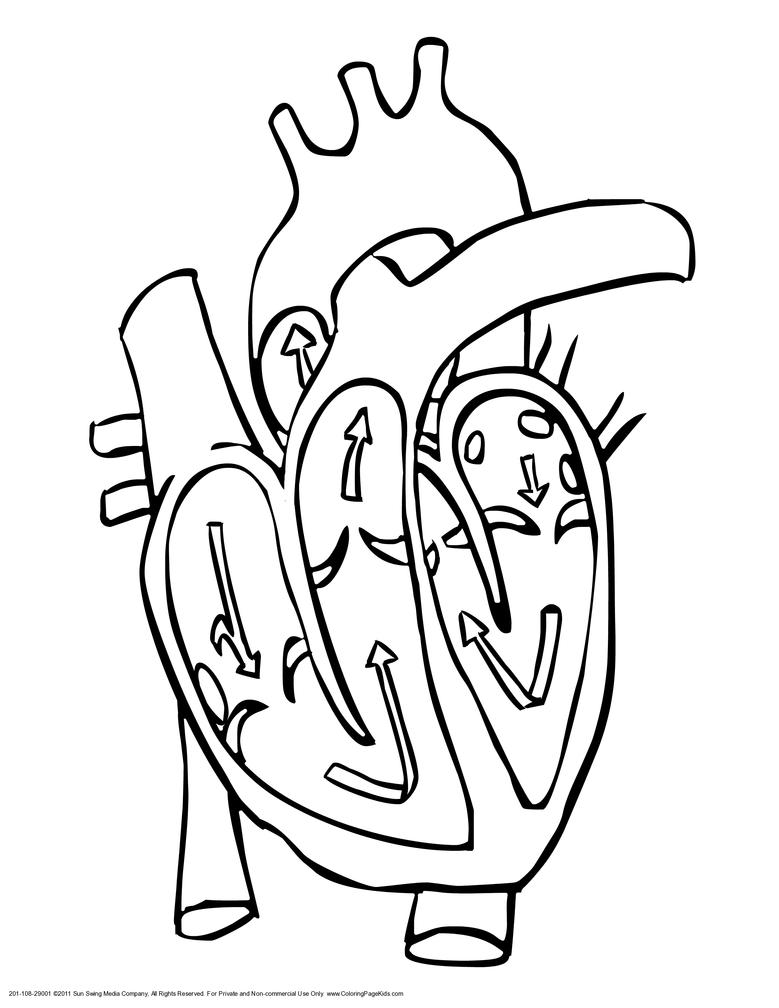 Blank Diagram Of The Heart - ClipArt Best