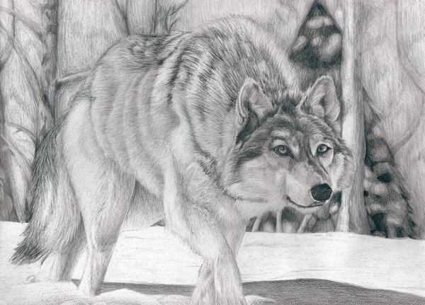 Wolf Crouched by FlameOfFireWolf on DeviantArt