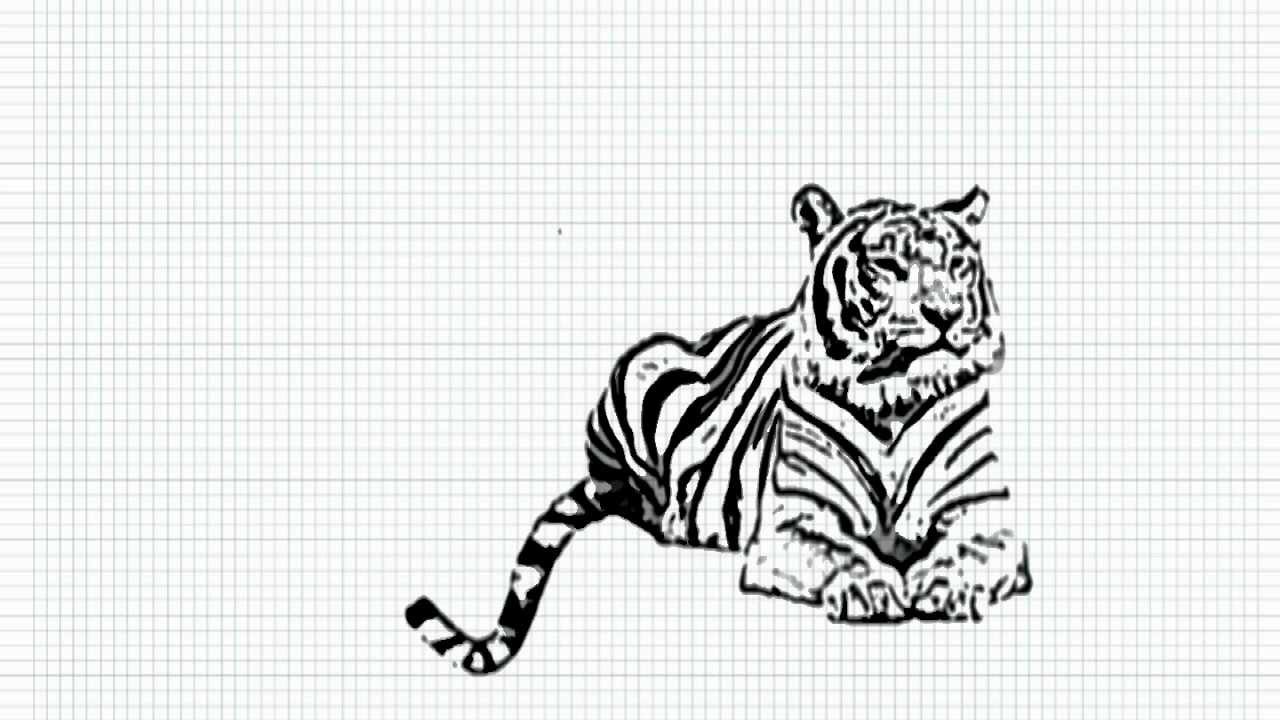 How to draw a Tiger - A realistic white tiger - YouTube