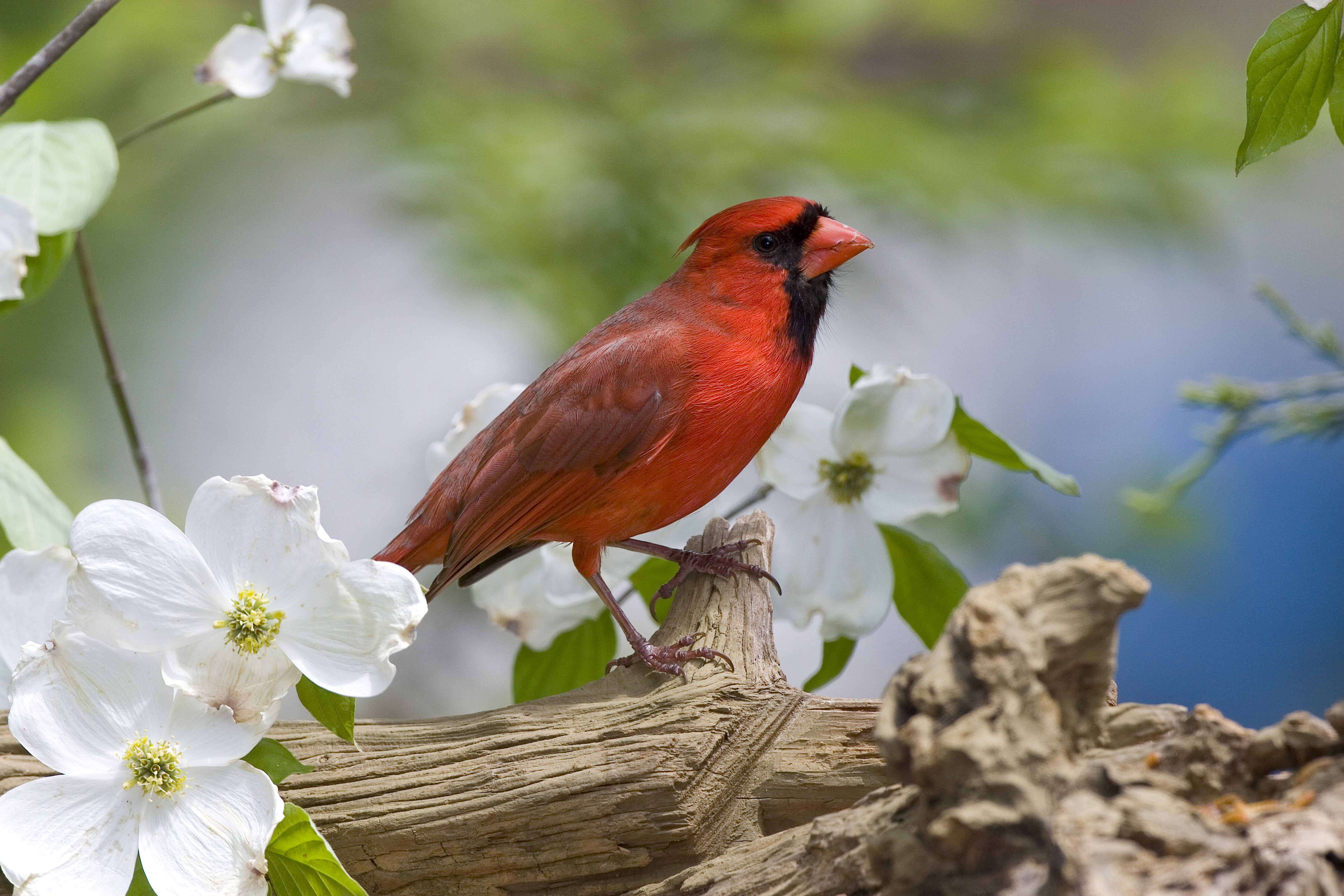close-up-of-cardinal-in-blooming-tree - Ohio Pictures - Ohio ...