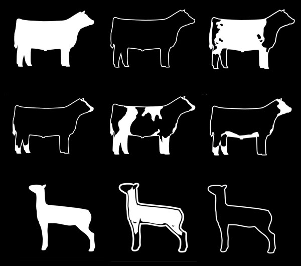 Gallery For > Show Steer Decal