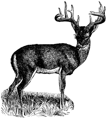 File:NSRW Deer - Virginia deer.png - Wikimedia Commons