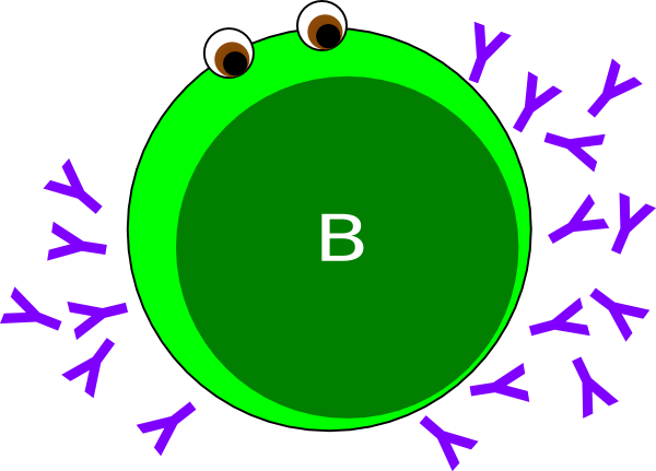 B-cell Green clip art - vector clip art online, royalty free ...