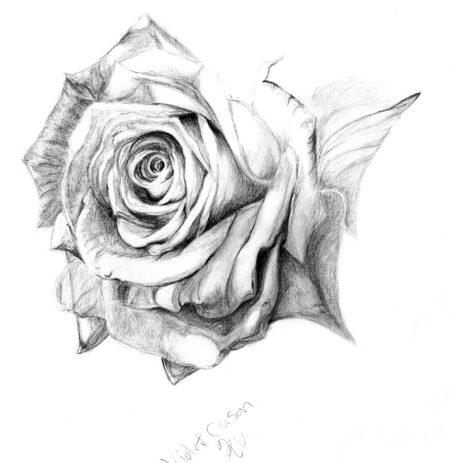 Pencil rose wip by LadyKylin on DeviantArt