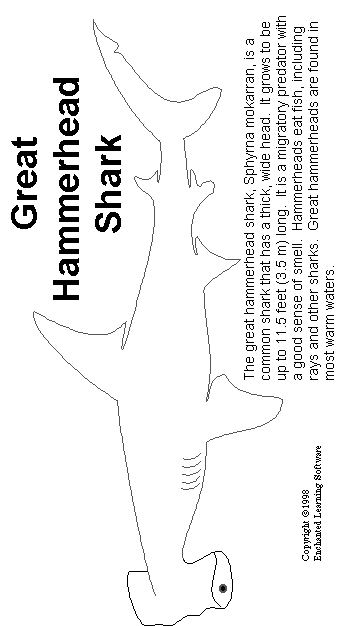Hammerhead Shark Print-out - Enchanted Learning Software