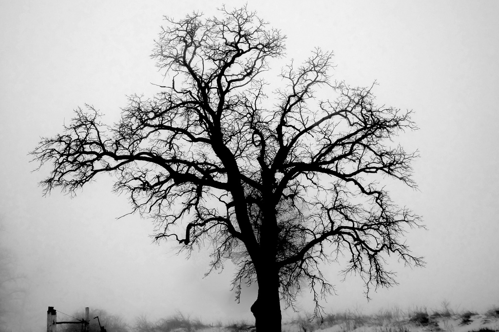 scary tree silhouette | Flickr - Photo Sharing!