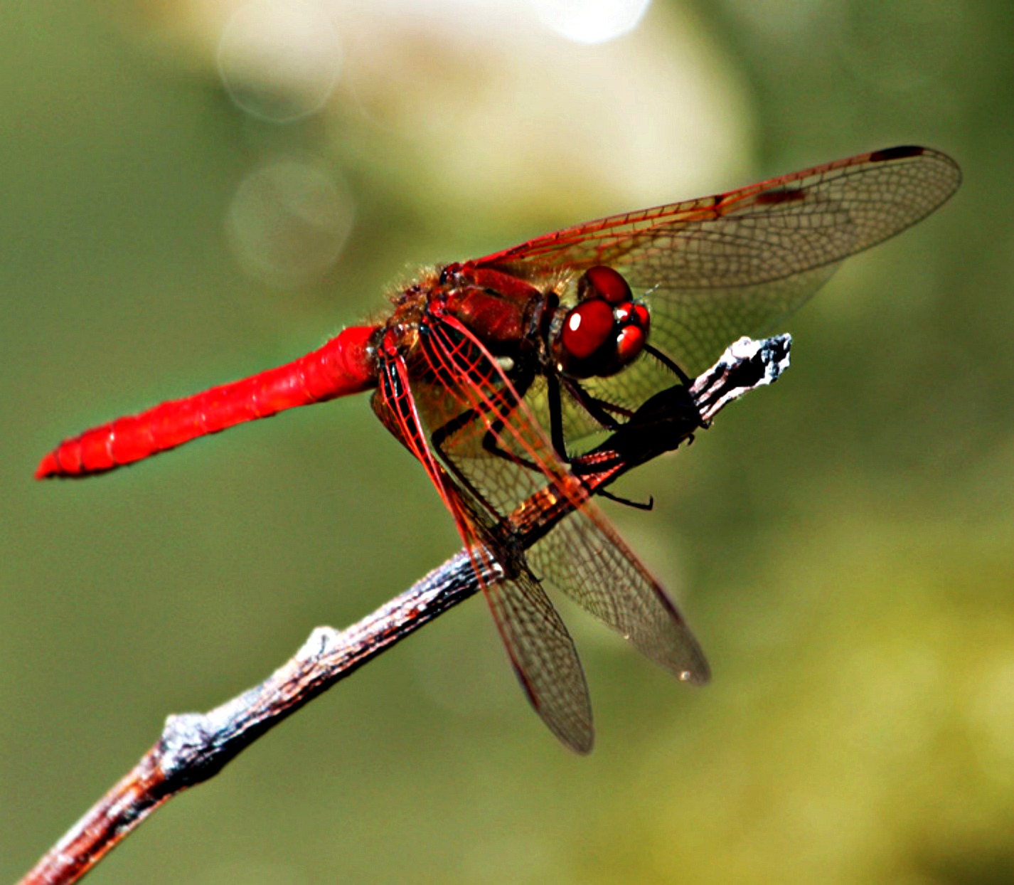 Dragonfly Pictures HD Wallpaper 15 -