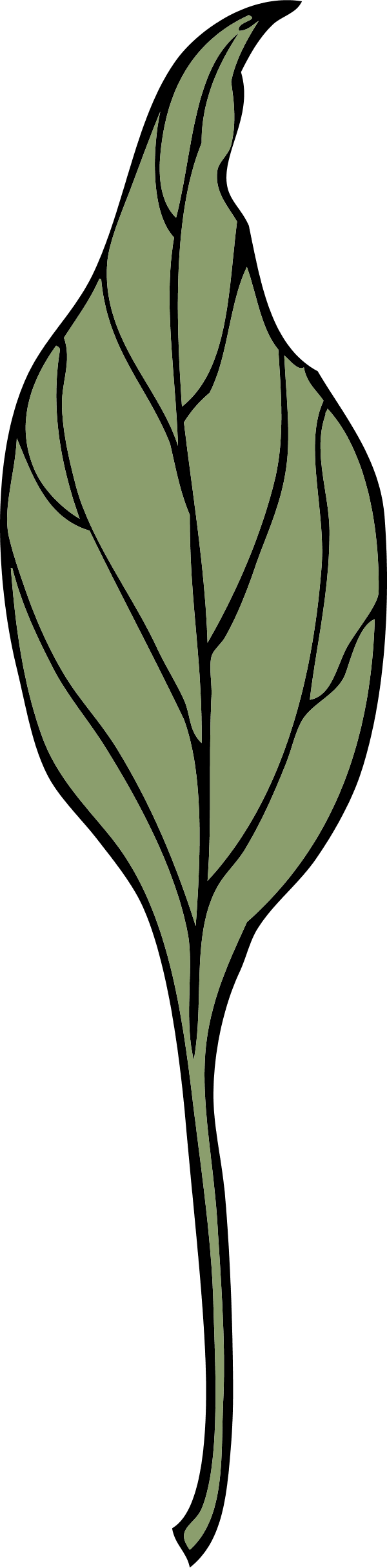 ivy leaf 4 - vector Clip Art