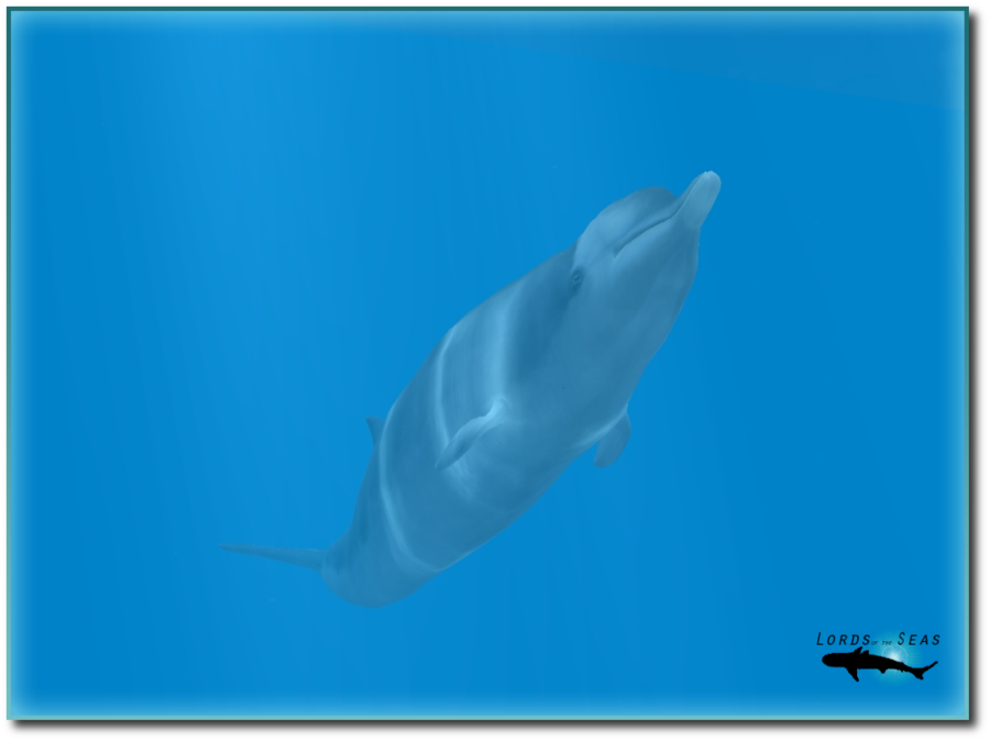 deviantART: More Like Smooth Hammerhead Shark by Trygon24