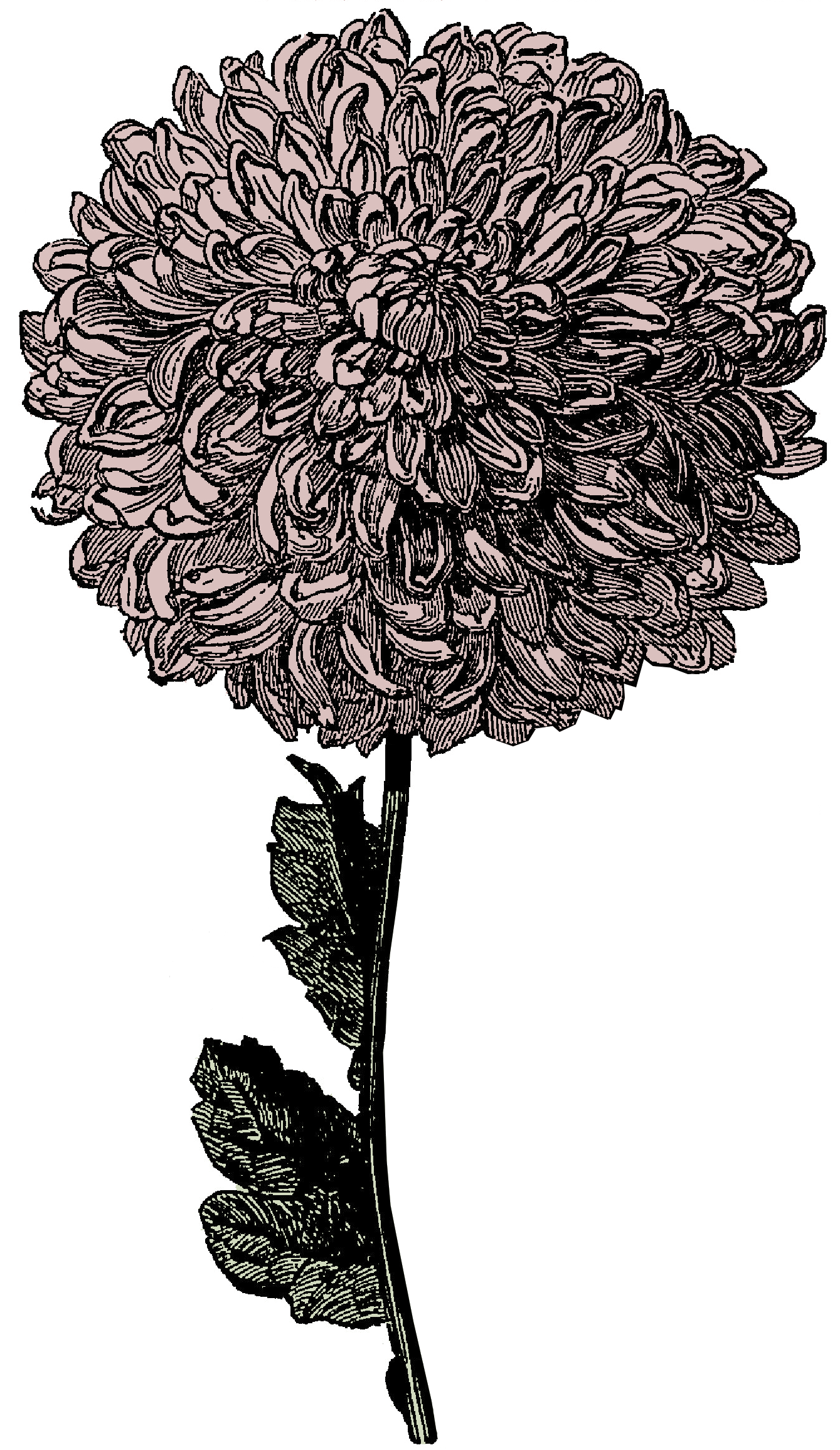 Free Victorian Clipart - Flower and Watch | Call Me Victorian