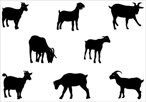 Pin by Jane Womack on Boer Goats | Pinterest