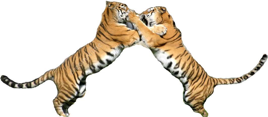 Tiger Fight Edited image - vector clip art online, royalty free ...