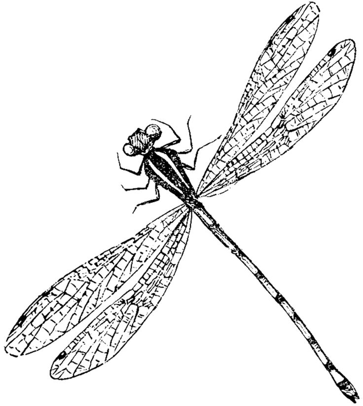 Antique Dragonfly Image