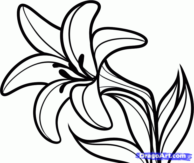 Flower Drawing Hd Background Wallpaper 18 HD Wallpapers | lzamgs.