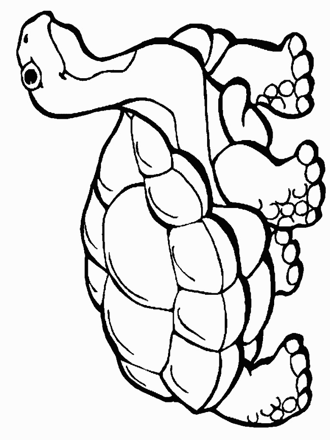 Desert Tortoise coloring page - Animals Town - Animal color sheets ...
