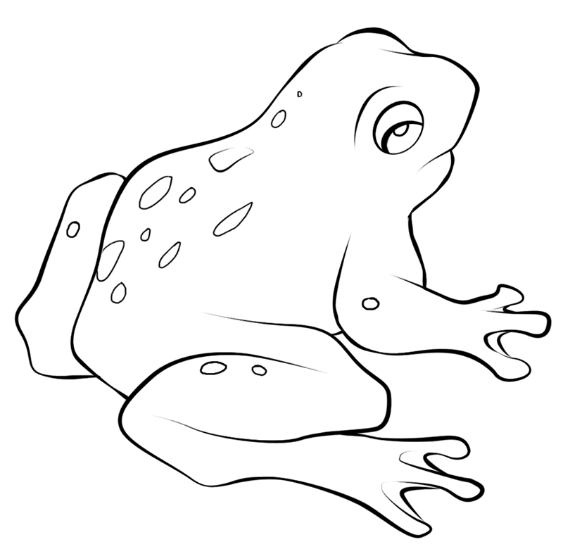 lot of frogs Colouring Pages