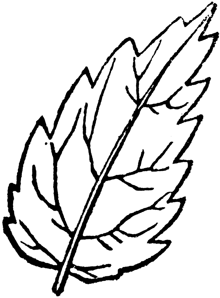 clip art leaves to color - photo #17