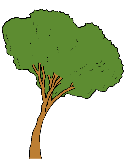 Cartoon Oak Tree - ClipArt Best