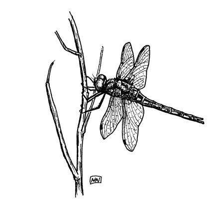 Simple Dragonfly Drawings