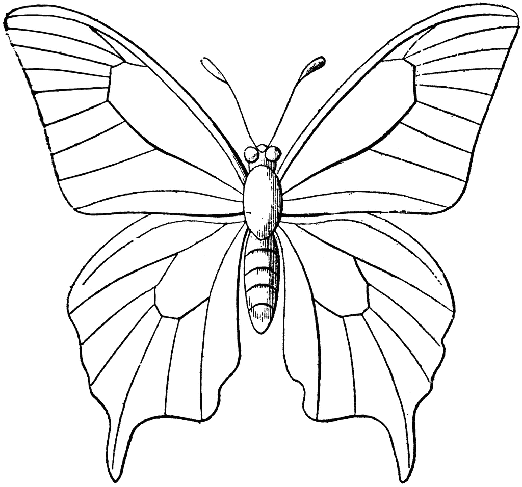 BUTTERFLY OUTLINE IMAGES - ClipArt Best