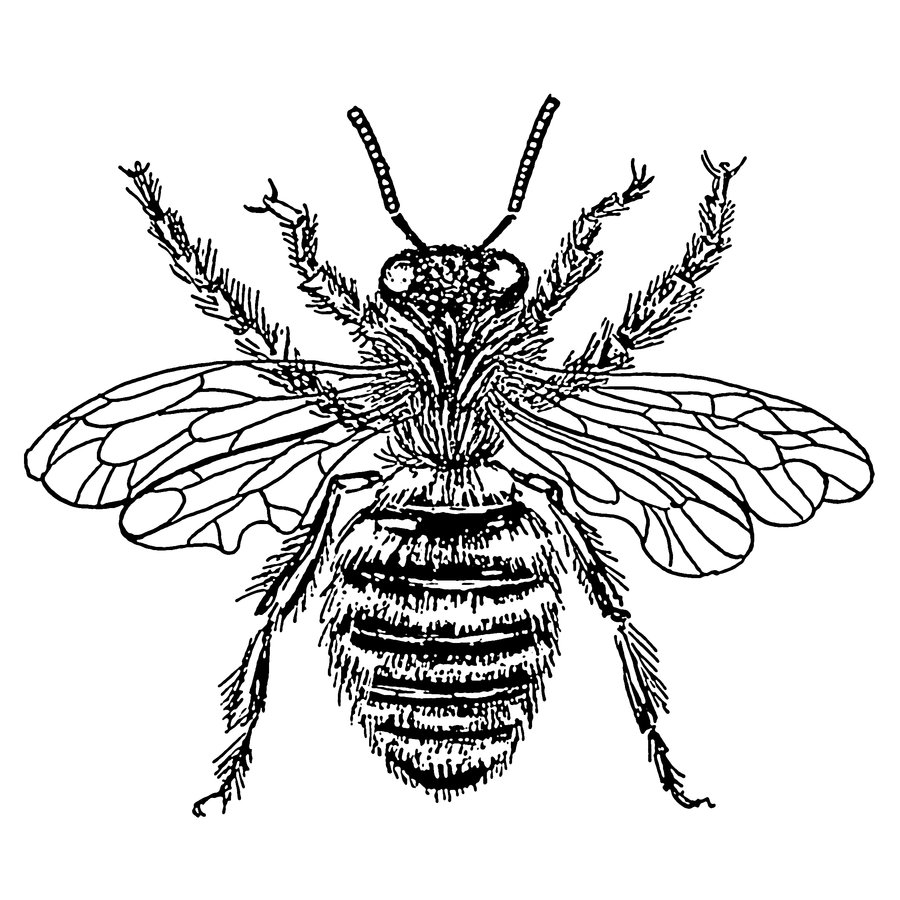 Vintage Honey Bee Illustration Images & Pictures - Becuo
