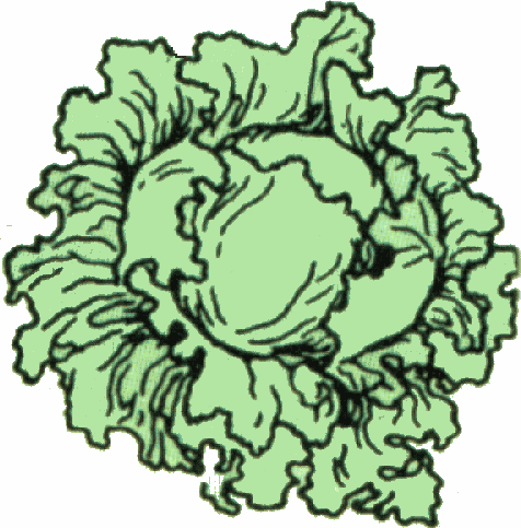 Lettuce Clipart Black And White | Clipart Panda - Free Clipart Images