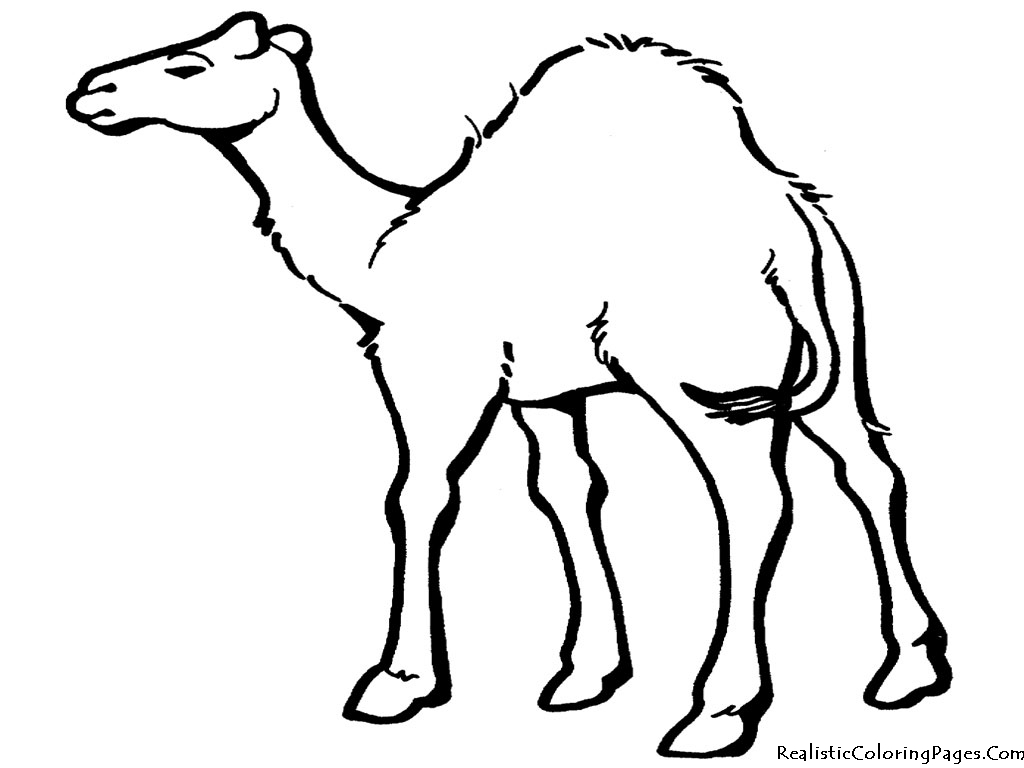 Pix For > How To Draw Cartoon Camels In The Desert