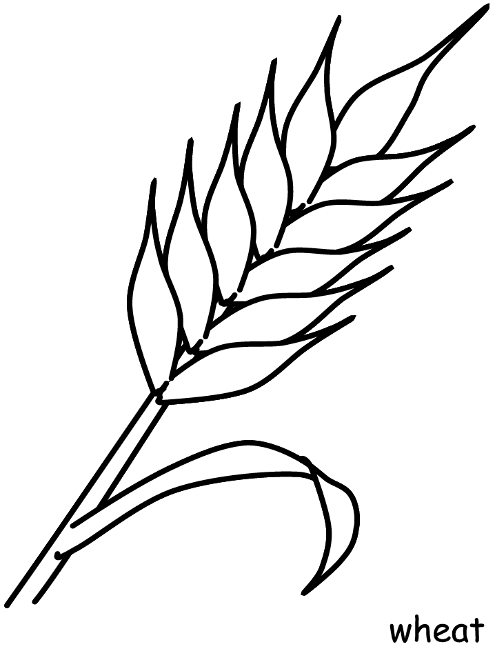 Wheat Flowers Coloring Pages & Coloring Book