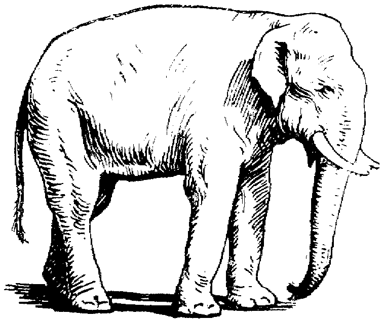 Free Elephant Coloring Pages - Cliparts.co
