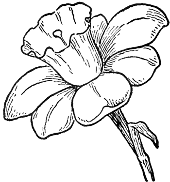 Easy Flower Sketches - ClipArt Best