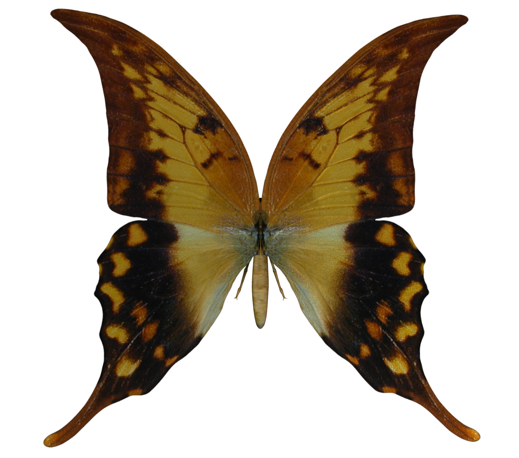E-S Butterfly VI by Elevit-Stock on DeviantArt