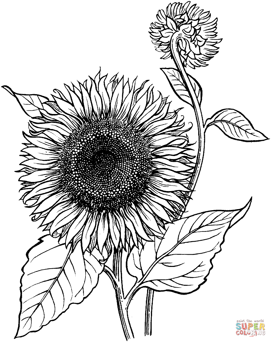 Blooming Sunflower Coloring page | Free Printable Coloring Pages