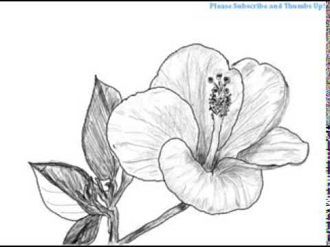 How to Draw a Hibiscus Flower - YouTube