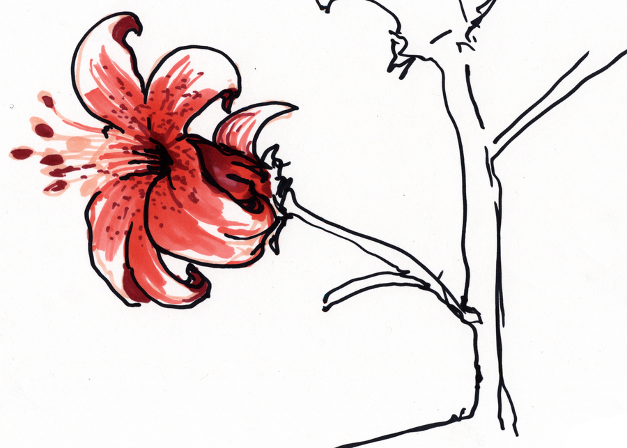 Flower Sketch 05 by Inaimathi on DeviantArt