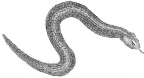 Snake Drawing | Flickr - Photo Sharing!