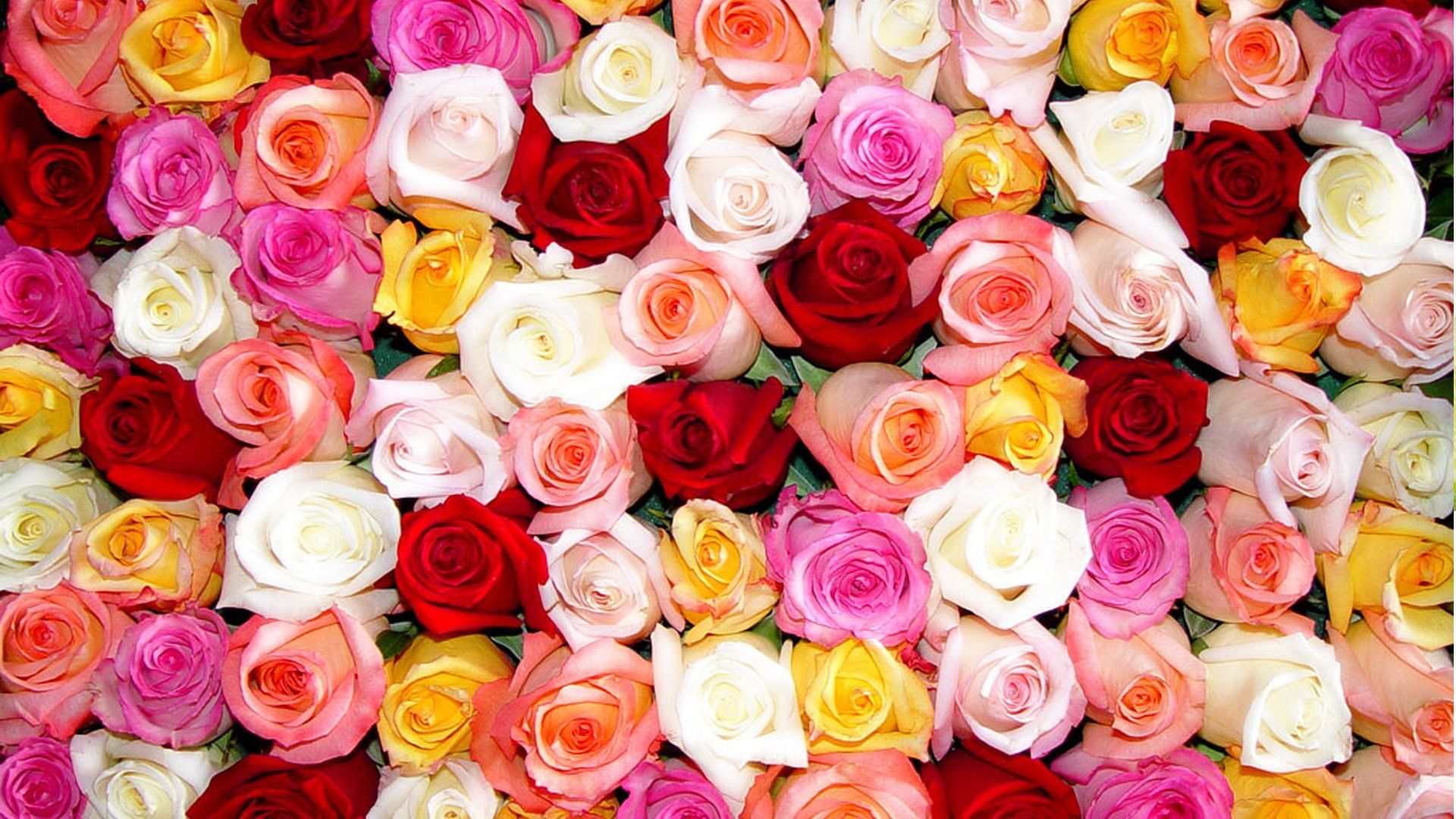 Colored Roses | Wallpapers Design