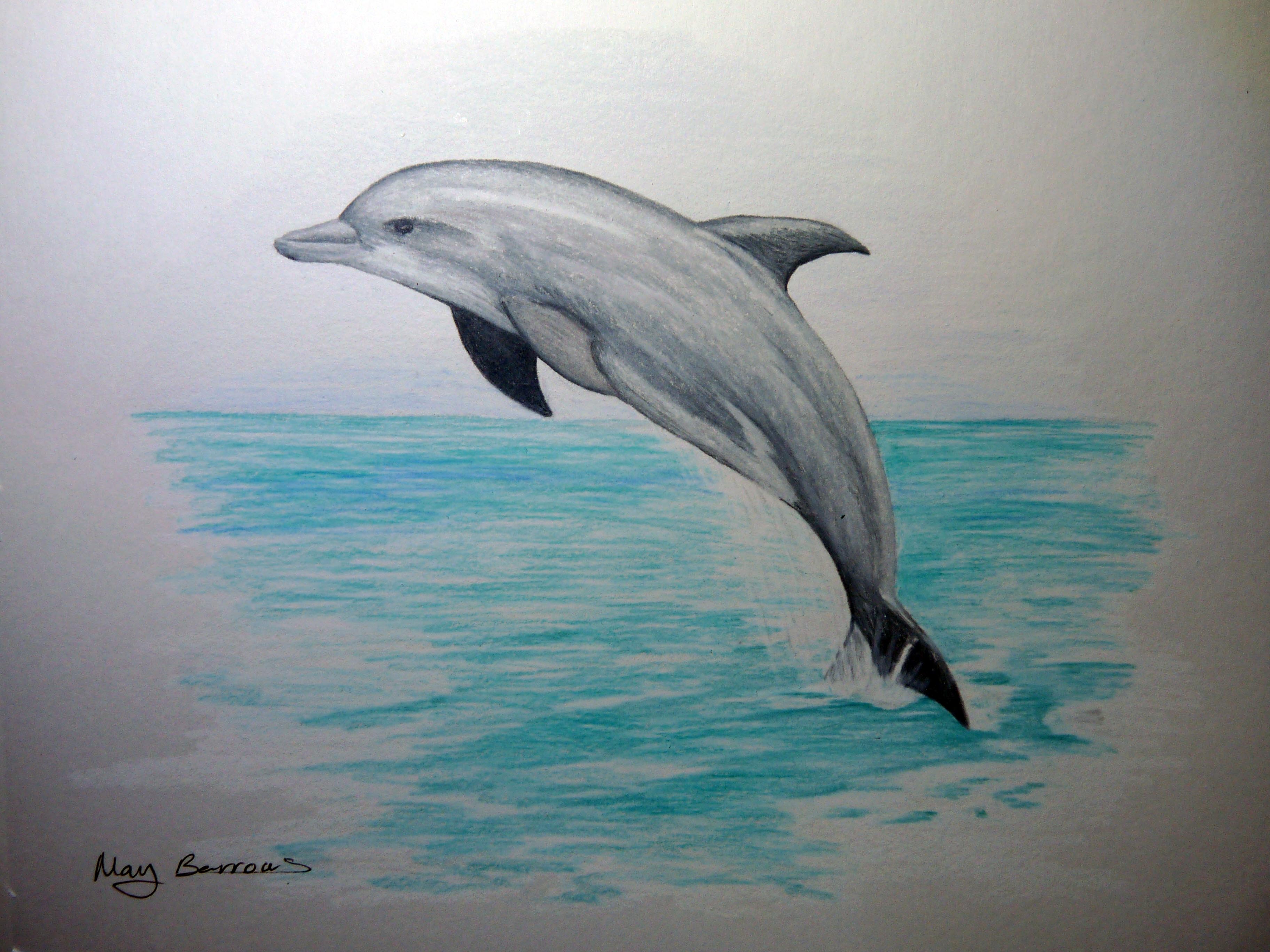 Dolphin Drawing Colored Cliparts Co