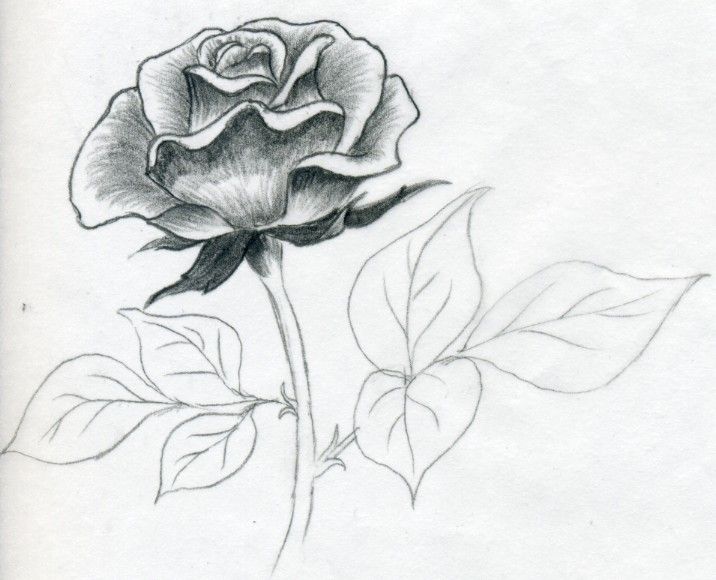 how to draw a rose44 Pencil Drawings Of Flowers And Hearts ...