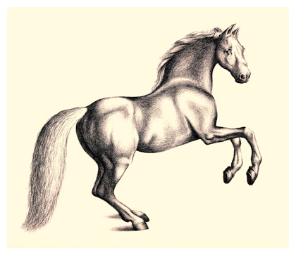 Pictures Of Horse Drawings - ClipArt Best
