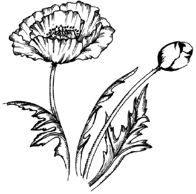 Poppy Flower Line Drawing - ClipArt Best