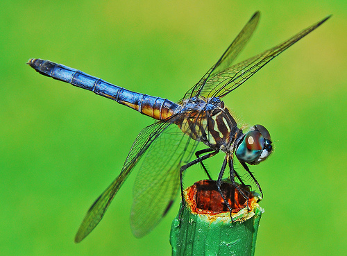 Blue Dragonfly Magic | Flickr - Photo Sharing!