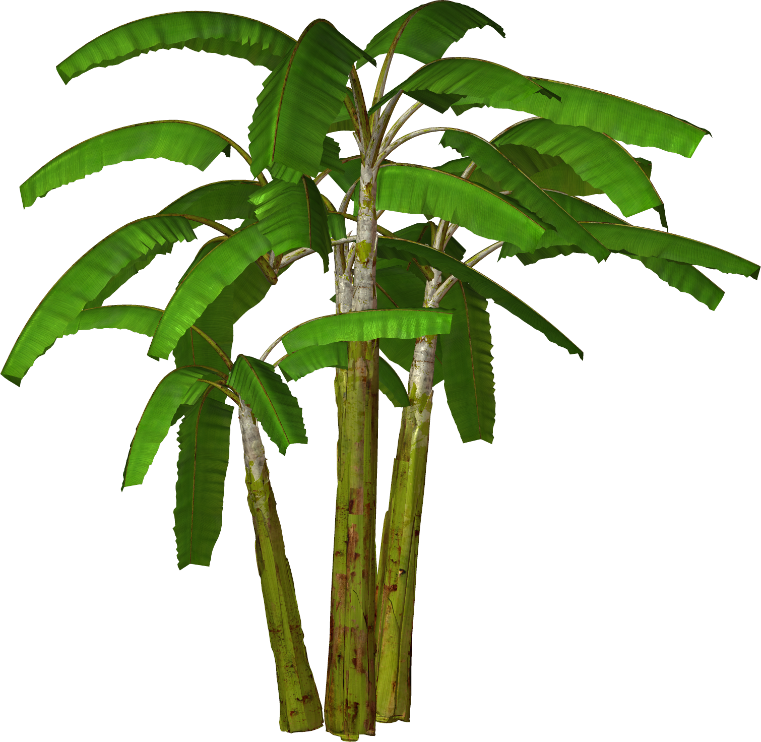 Free High Resolution graphics and clip art: Palm tree and free png ...