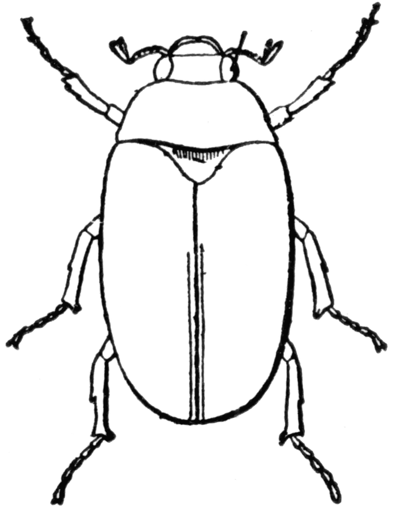 free black and white insect clipart - photo #31