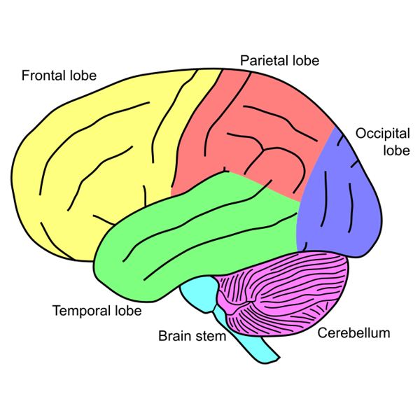 Unlabeled Brain Diagram Cliparts.co